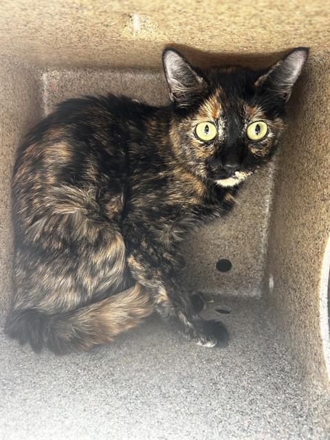 adoptable Cat in Magna, UT named JADZIA