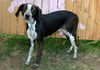 adoptable Dog in , UT named KAREN CARINA