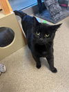 adoptable Cat in , UT named POLLY