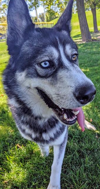 adoptable Dog in Magna, UT named BILLY