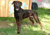 adoptable Dog in Magna, UT named CODY