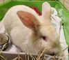 adoptable Rabbit in  named CAPONE