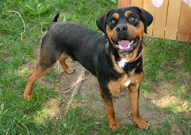 adoptable Dog in Magna, UT named DALLAS