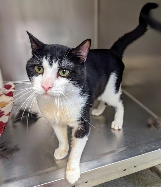 adoptable Cat in Magna, UT named DANIEL