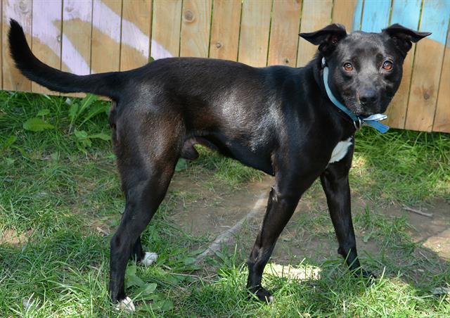 adoptable Dog in Magna, UT named BRODIE