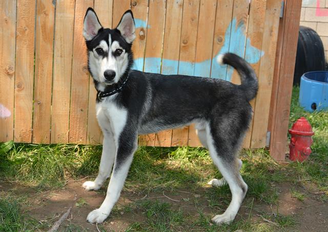 adoptable Dog in Magna, UT named EVEREST