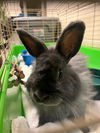 adoptable Rabbit in  named THUMPER