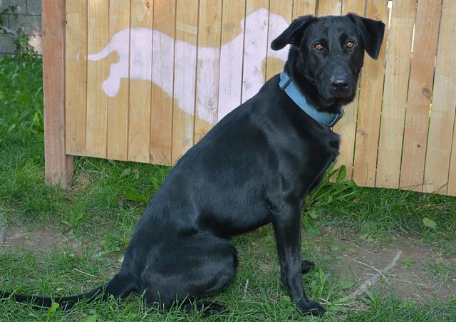 adoptable Dog in Magna, UT named BEAR