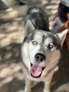 adoptable Dog in Magna, UT named FORD