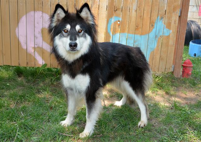 adoptable Dog in Magna, UT named SIREN