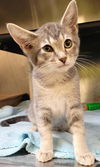 adoptable Cat in , UT named QUINCY