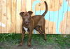 adoptable Dog in , UT named RHODA