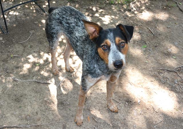 adoptable Dog in Magna, UT named RANGER