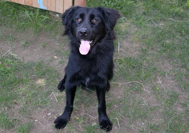 adoptable Dog in Magna, UT named BUTKUS