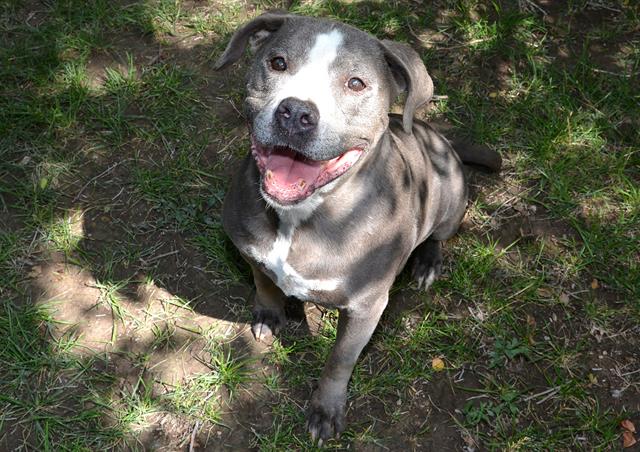 adoptable Dog in Magna, UT named BONNIE