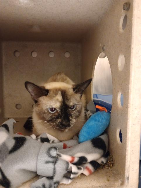 adoptable Cat in Magna, UT named ANDROMEDA