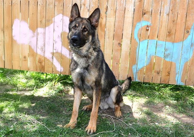 adoptable Dog in Magna, UT named GROMET