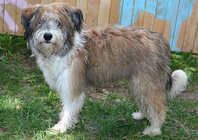 adoptable Dog in Magna, UT named BUTTONS