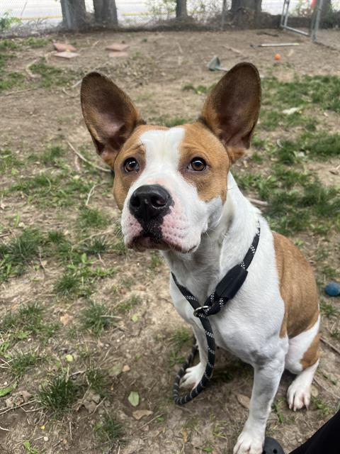 adoptable Dog in Magna, UT named SUEDE