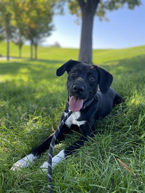 adoptable Dog in Magna, UT named MARLEY