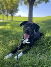 adoptable Dog in , UT named MARLEY