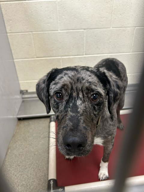 adoptable Dog in Magna, UT named DILLON