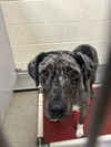 adoptable Dog in , UT named DILLON