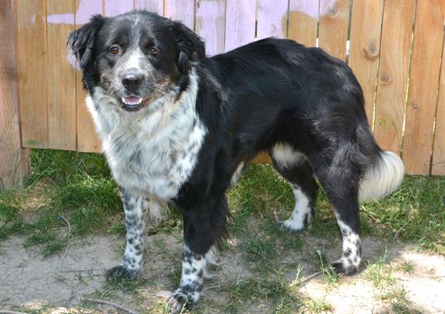 adoptable Dog in Magna, UT named SUNDAE