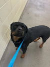 adoptable Dog in , UT named TIANA