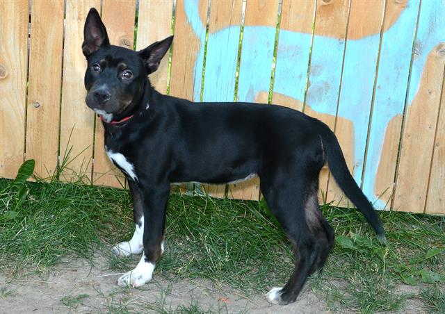 adoptable Dog in Magna, UT named FREYA