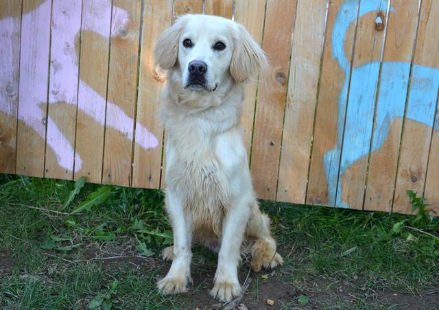 adoptable Dog in Magna, UT named HOMER