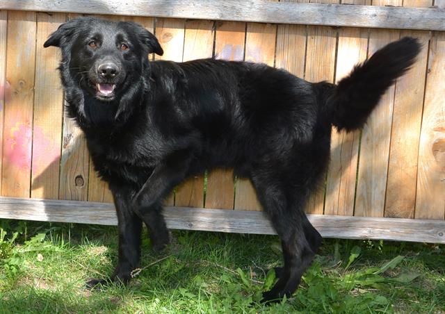 adoptable Dog in Magna, UT named MIJO