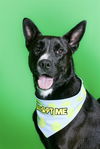 adoptable Dog in  named DAVE