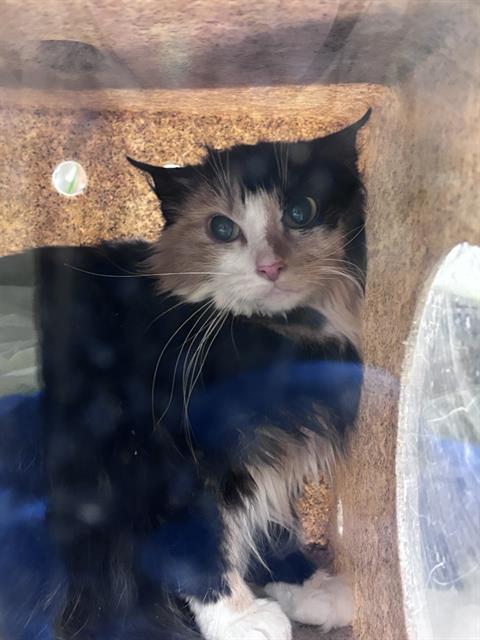 picture of the cat needing adoption