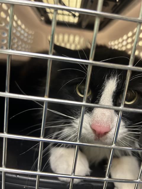 picture of the cat needing adoption