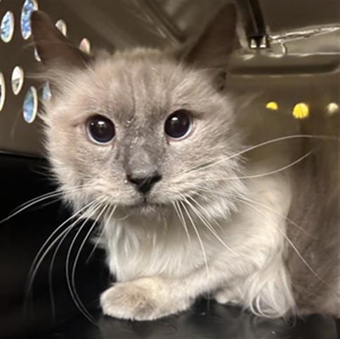 picture of the cat needing adoption