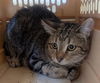 adoptable Cat in , UT named A115649