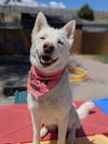 adoptable Dog in  named HELA
