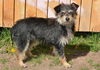 adoptable Dog in , UT named A115842