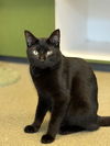 adoptable Cat in Magna, UT named MERLIN