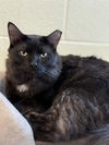 adoptable Cat in Magna, UT named MISTER PICANTE