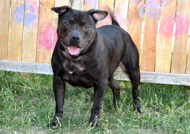 adoptable Dog in Magna, UT named STEVEN