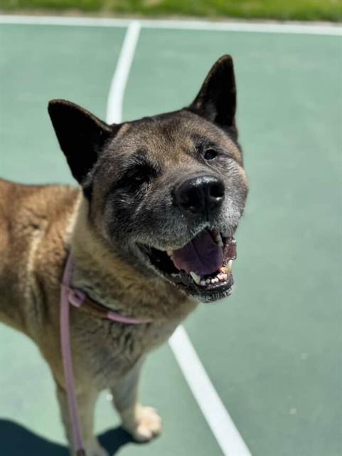 adoptable Dog in Magna, UT named BERENSTEIN