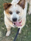 adoptable Dog in  named DAYTONA