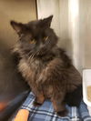 adoptable Cat in  named J. VAN NESS