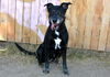 adoptable Dog in , UT named BABY DOG