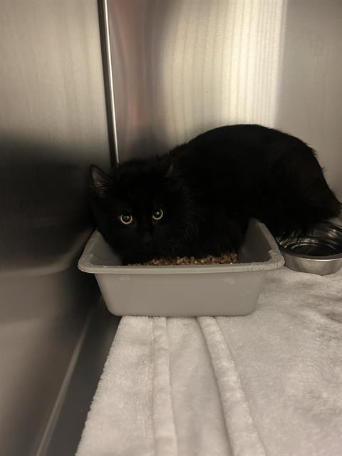 adoptable Cat in Magna, UT named ROMEO