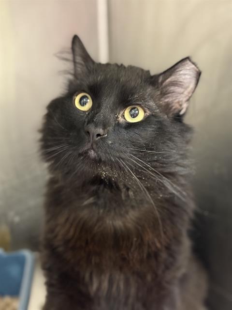 adoptable Cat in Magna, UT named ROMEO