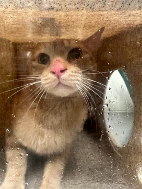 adoptable Cat in Magna, UT named ORANGE BELT SPOOKY