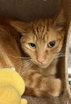 adoptable Cat in , UT named SPOOKY